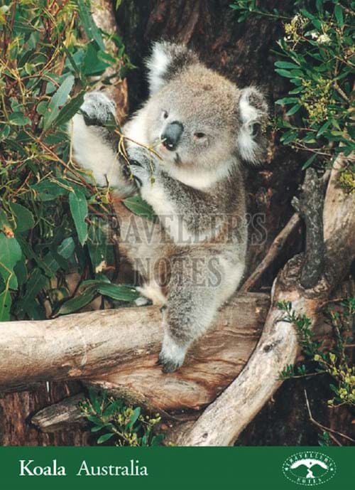 Koala Post Card front