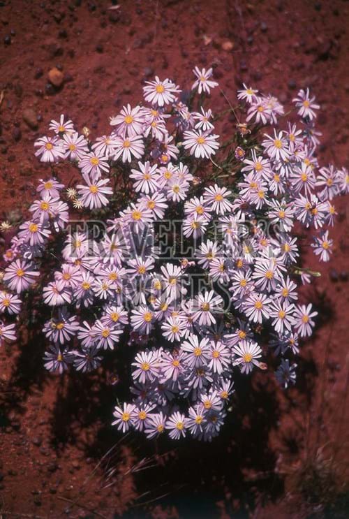 Minnie Daisy-Minuria Leptophylla