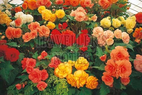 Begonias, Ballarat, Victoria, Australia