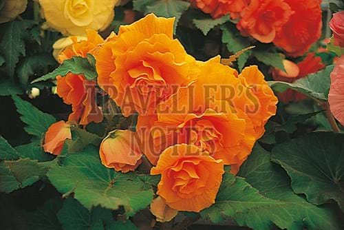Begonias, Ballarat, Victoria, Australia