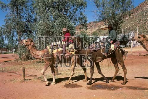 Camels