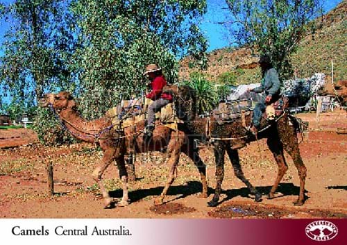 Camels Post Card front