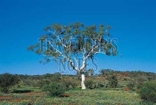 Ghost Gum