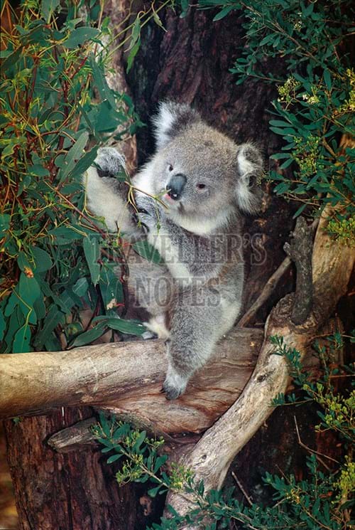 Australian Koala