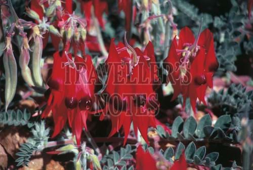 Sturt's Desert Pea