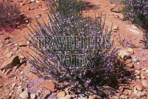 Dolomite Fuchsia-Eremophila Chritopheri)