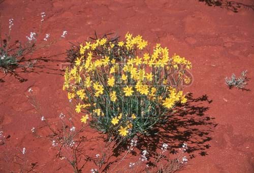 Annual Yellow Top-Orthonna Gregorii